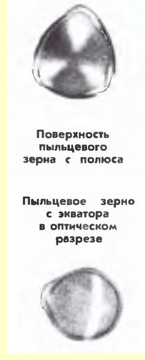 Чубушник тонколистный, дикий жасмин (Philadelphus tenuifolius Rupr et Maxim.)-пыльцевые зерна Чубушник тонколистный, дикий жасмин (Philadelphus tenuifolius Rupr et Maxim.)-пыльцевые зерна